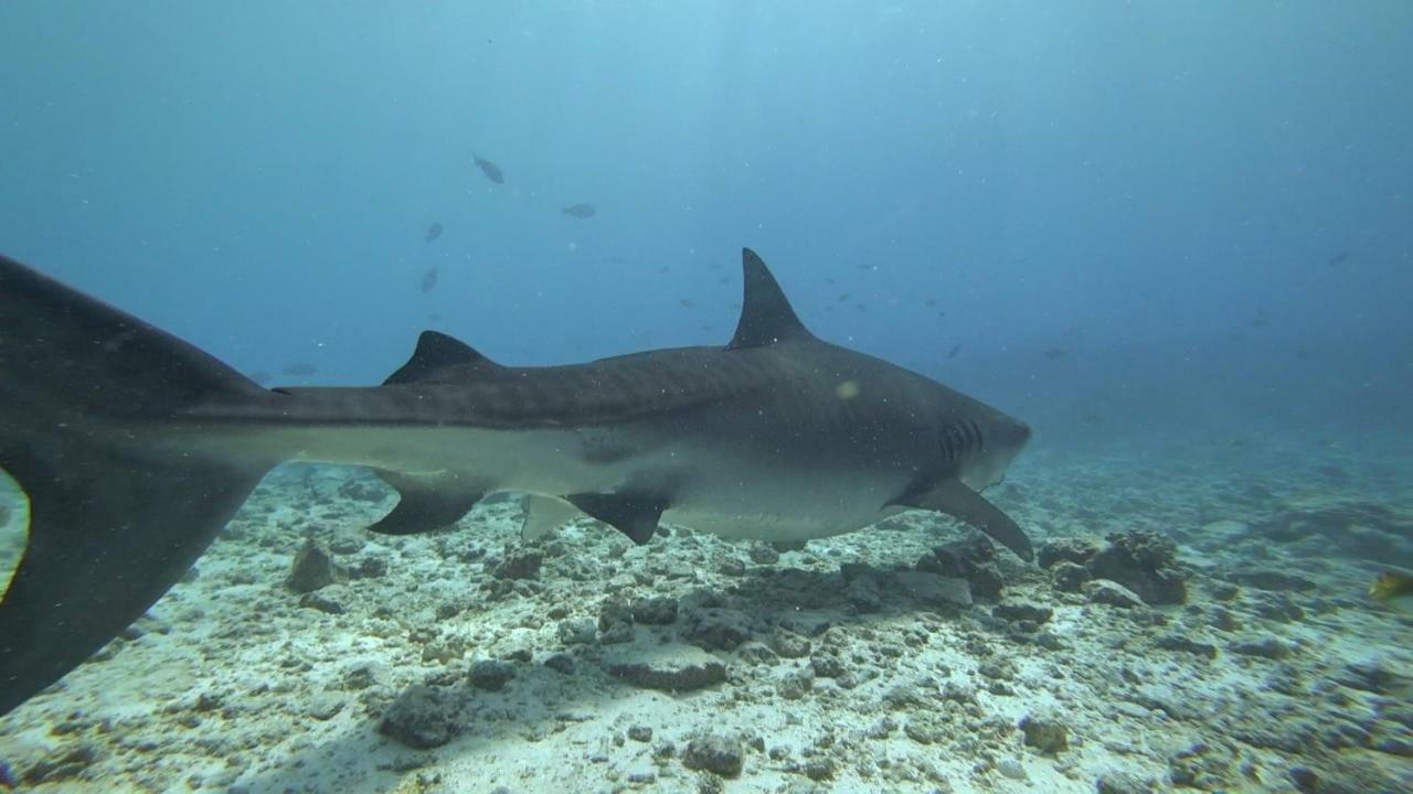 Equatorial Divers Lodge Feydhoo Eksteriør billede