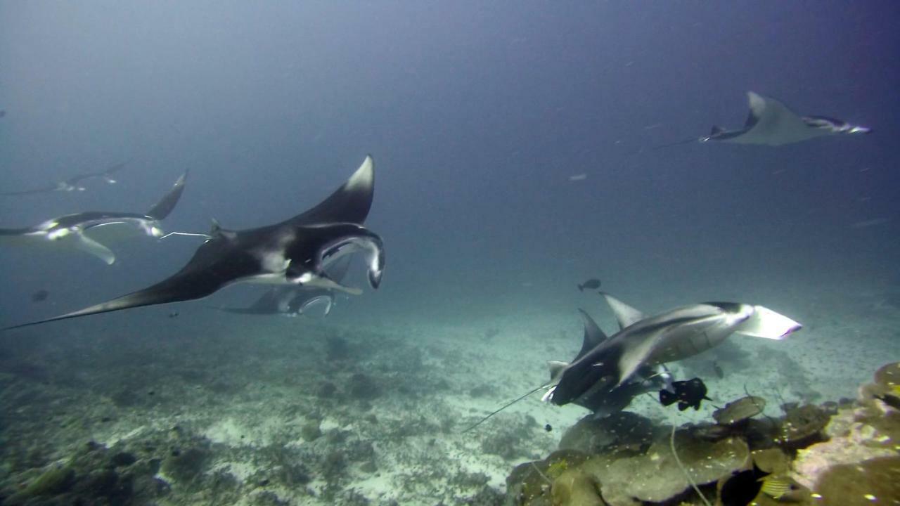 Equatorial Divers Lodge Feydhoo Eksteriør billede