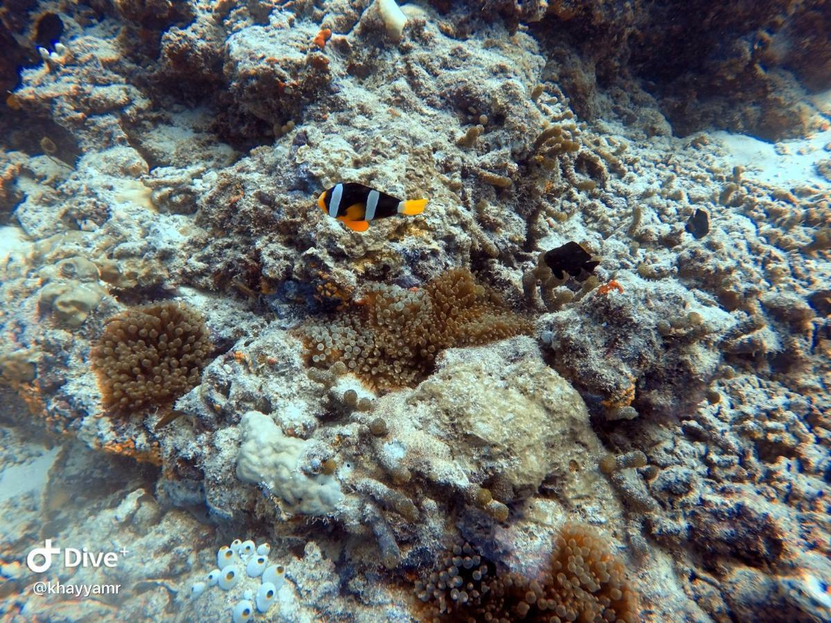 Equatorial Divers Lodge Addu City Eksteriør billede